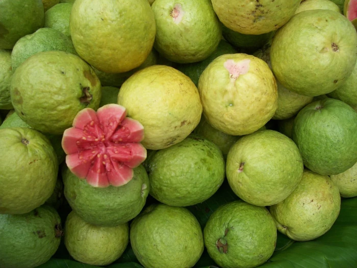 Guava sorted at the market floor