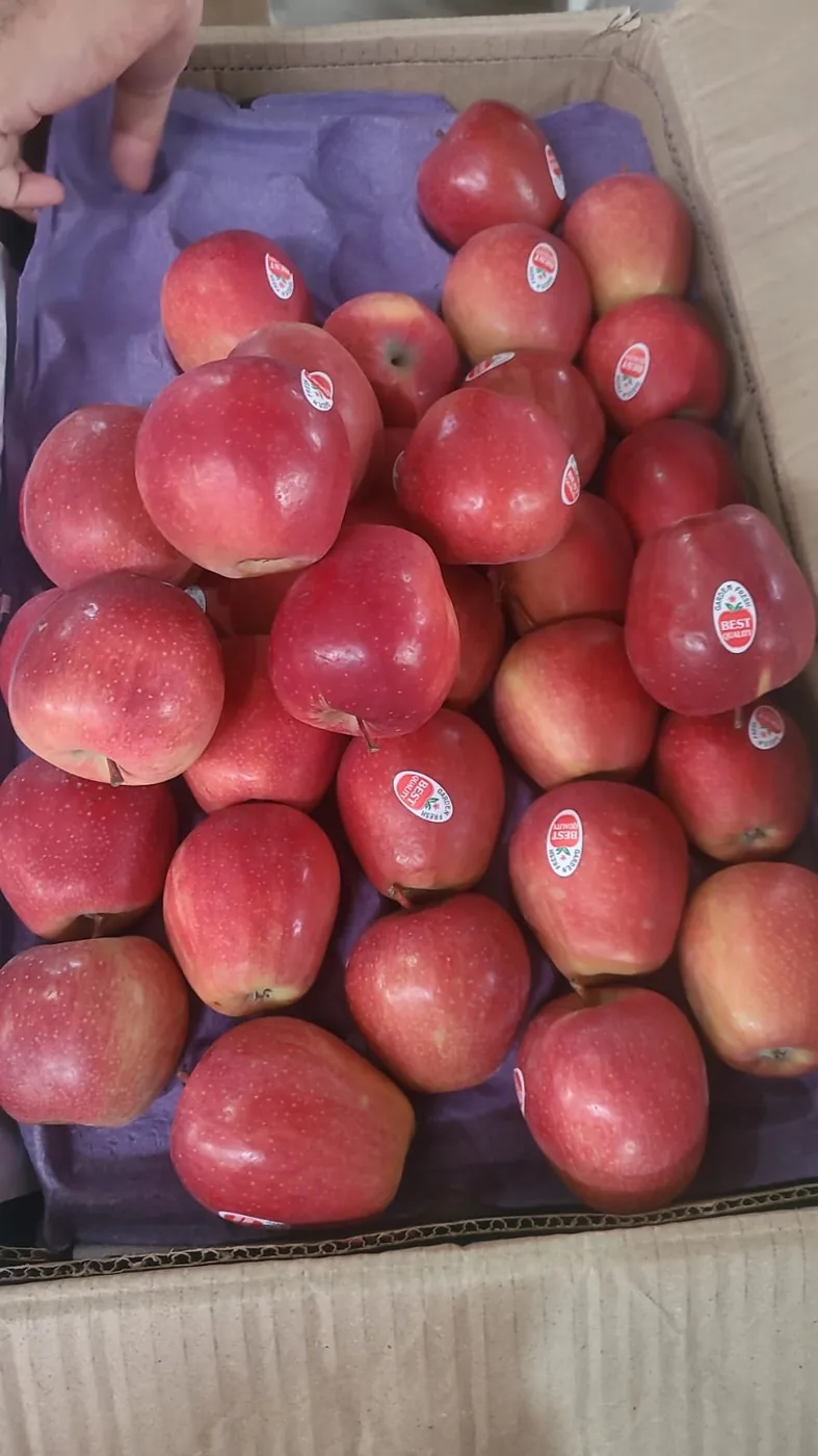 Graded apples in tray packs, ready to move