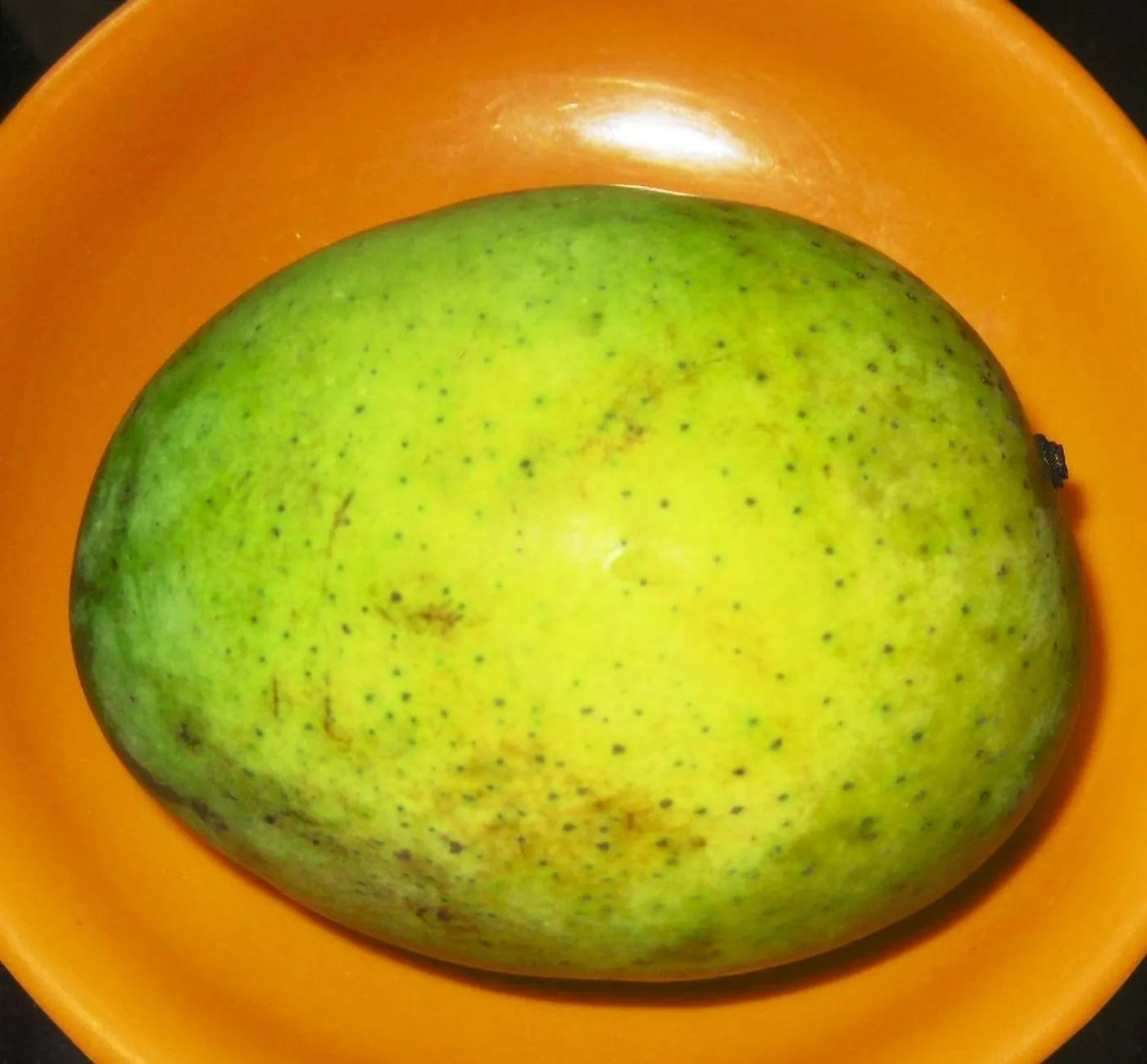 A single Langra mango, ripened off the tree
