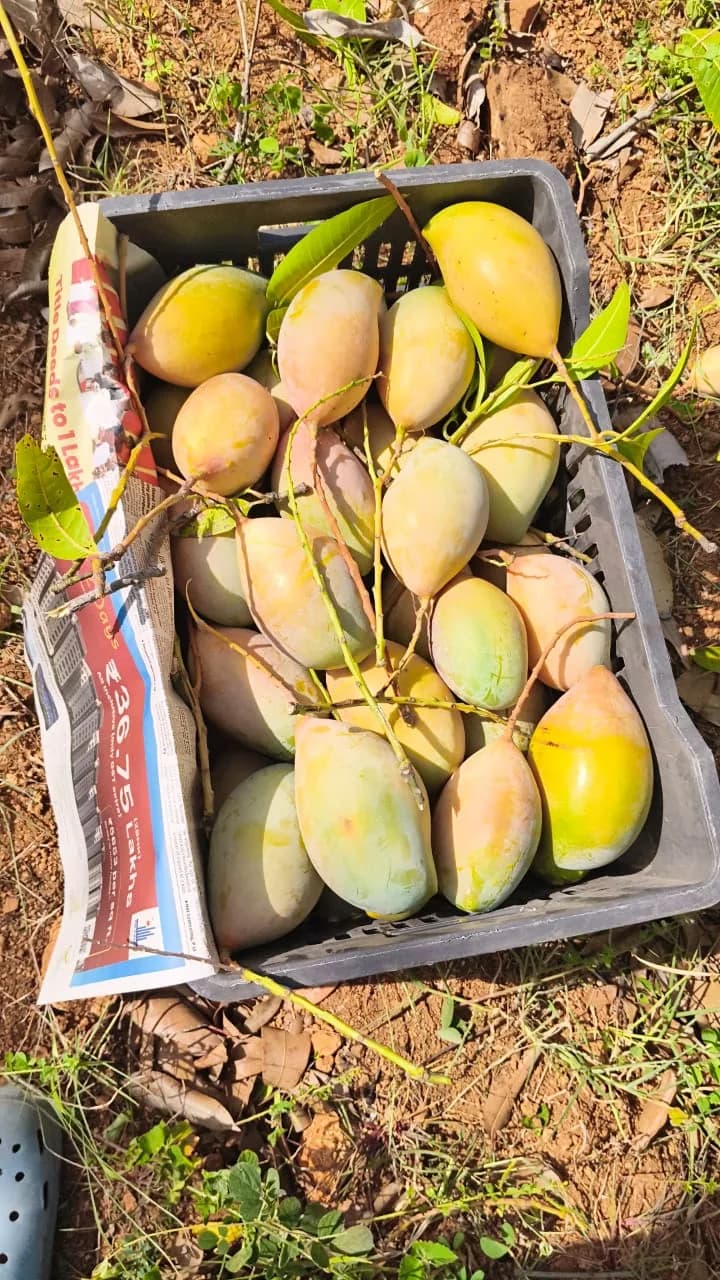 Freshly picked mangoes in the first crate off the tree