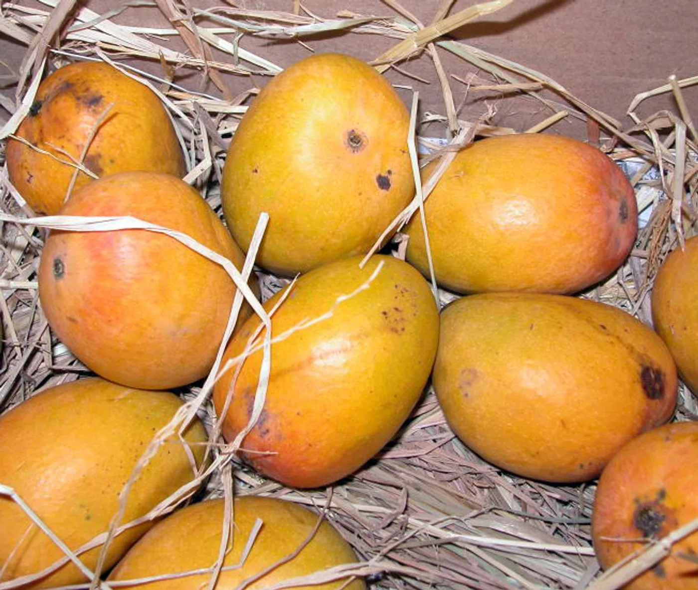 Mangoes bedded in straw for transit